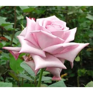 Роза "Голубая птица"(Blue bird)